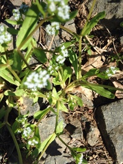 Valerianella locusta