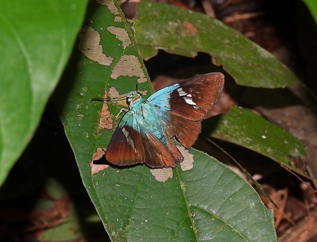 Chrysoplectrum pervivax