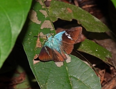 Chrysoplectrum pervivax