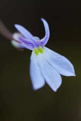 Lobelia mexicana