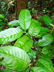 Chiococca nitida