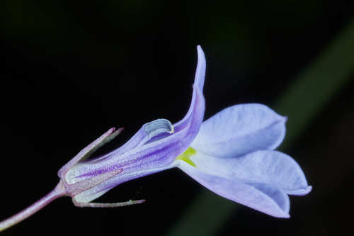 Mexican cardinal flower (Lobelia mexicana)