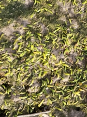 Lilaeopsis chinensis