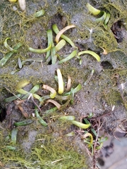 Lilaeopsis chinensis