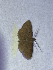 Scotorythra corticea