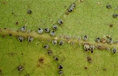 Euthoracaphis umbellulariae