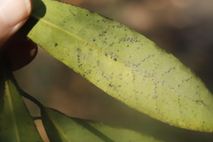 Euthoracaphis umbellulariae
