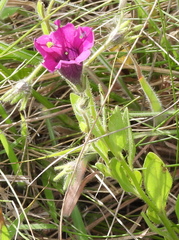 Petunia integrifolia
