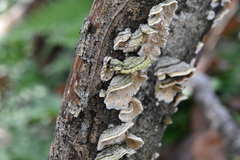 Cerrenaceae
