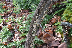 Cerrenaceae