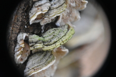Cerrenaceae