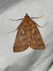 Scotorythra epixantha