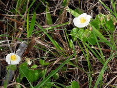 Wissadula glechomifolia