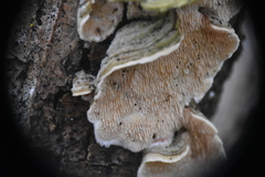 Cerrenaceae