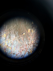 Hirundo rustica erythrogaster