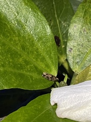 Crocidosema marcidellum