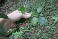 Alchornea ilicifolia