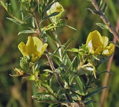 Ludwigia sericea