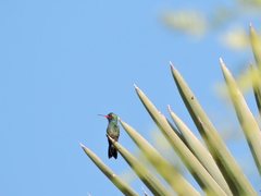 Cynanthus latirostris
