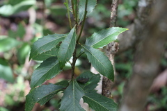 Denhamia bilocularis