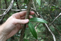 Parsonsia rotata