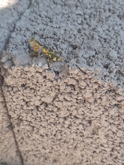 Acontista mexicana