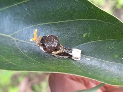 Papilio coroebus syndemis