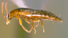 Tachyporus nitidulus