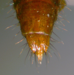 Tachyporus nitidulus