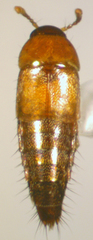 Tachyporus nitidulus