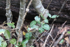 Cupaniopsis parvifolia