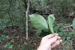 Mallotus claoxyloides