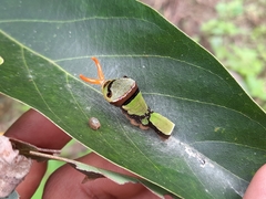Papilio coroebus syndemis
