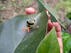 Papilio coroebus syndemis