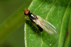 Chamaepsila nigricornis