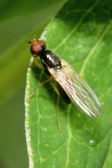Chamaepsila nigricornis