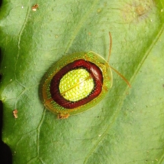 Charidotis abrupta