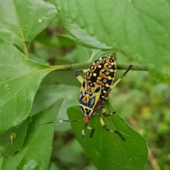 Pachylis laticornis