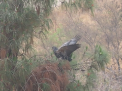 Geranoaetus melanoleucus australis