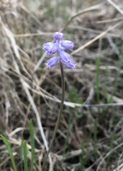 Muscari parviflorum