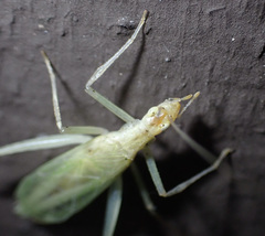 Oecanthus exclamationis