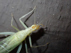 Oecanthus exclamationis