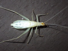 Oecanthus exclamationis
