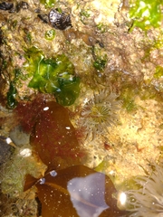 Parabunodactis imperfecta