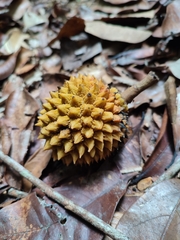 Duguetia