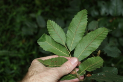 Cupaniopsis tomentella