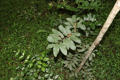 Cupaniopsis tomentella