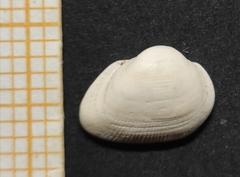 Striarca lactea