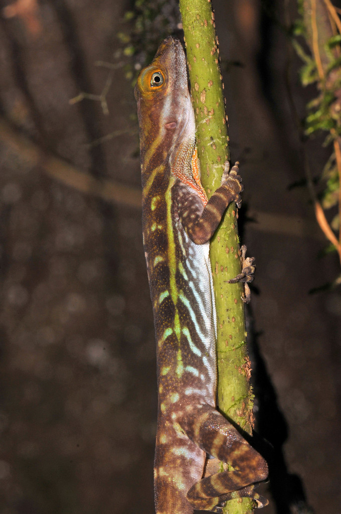 Aquatic Anole