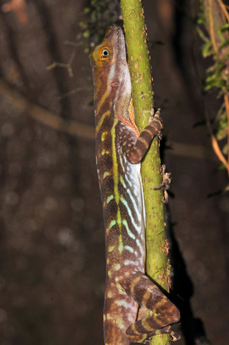 Aquatic Anole